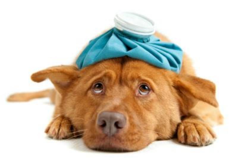  Một chú chó đang nằm cuộn tròn, mắt lim dim, nướu răng hơi trắng nhợt khi được chủ nâng môi kiểm tra 